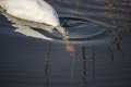 Langs de Tjonger 17-3-2016-06
